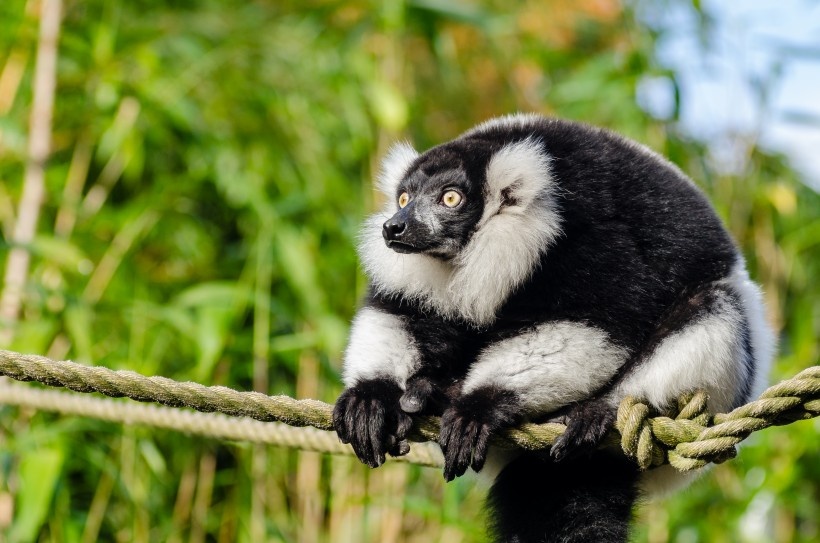 绳索上的黑白领狐猴