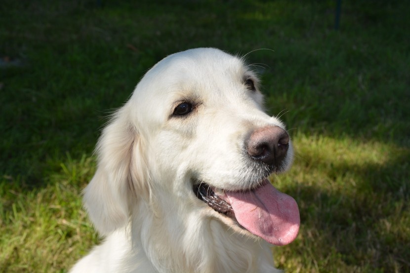 奶白色的金毛寻回犬