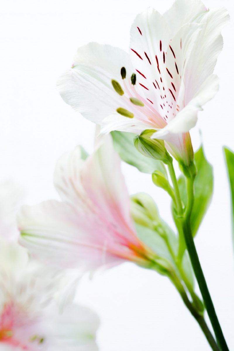 纯白色的百合花 - 我爱拍片 - 图虫