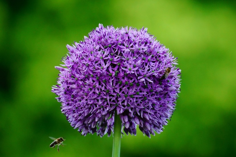 清新神秘的紫色观赏葱