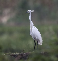 IMG_2667_1