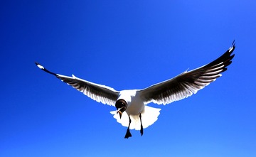 1153