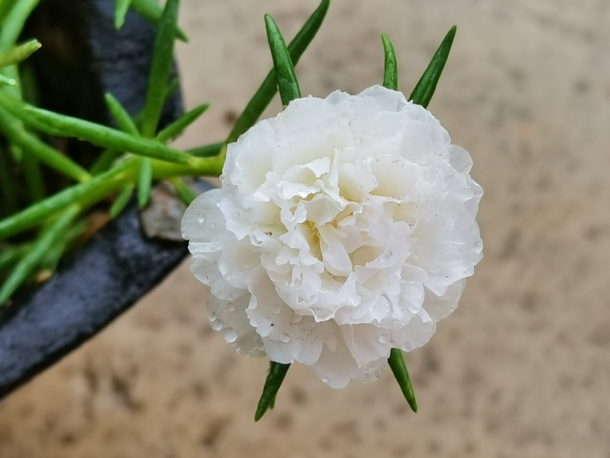 白色太阳花 - bee秋 - 图虫