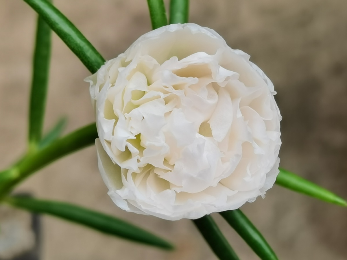 白色太阳花 - bee秋 - 图虫