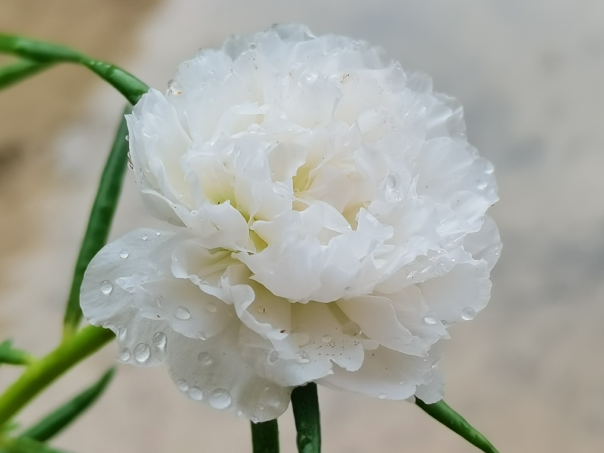 白色太阳花 - bee秋 - 图虫