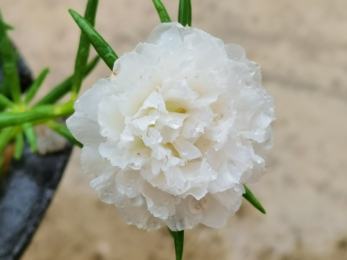 白色太阳花 - bee秋 - 图虫