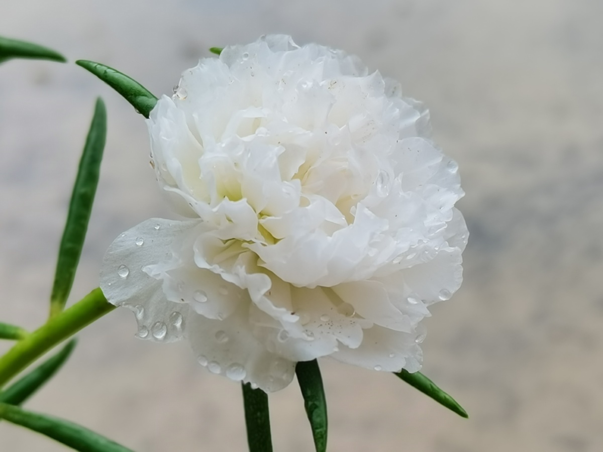 白色太阳花 - bee秋 - 图虫