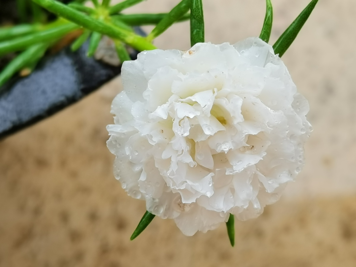 白色太阳花 - bee秋 - 图虫