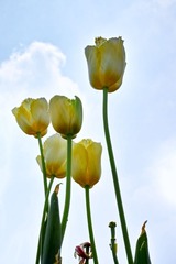 DP3M5274-编辑_