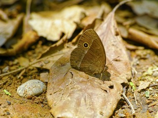 SDIM0367_