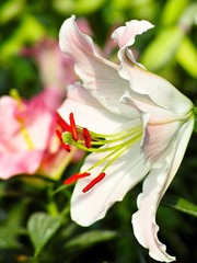 DP3M6215_