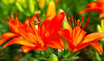 DP3M6239_