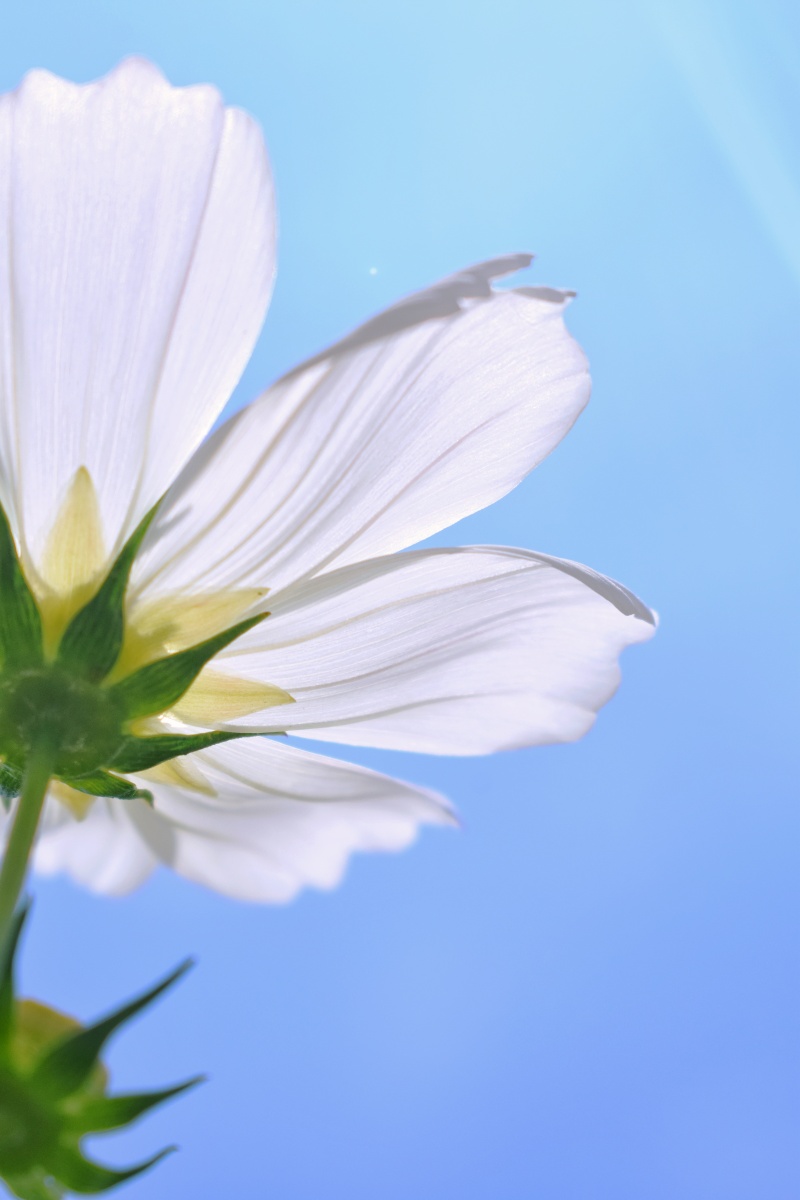 蓝天白云下的格桑花真香哈哈自己搞个桌面