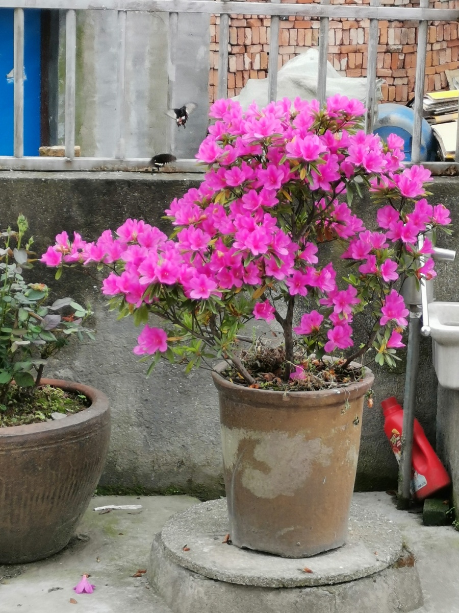 家里种的映山红很美