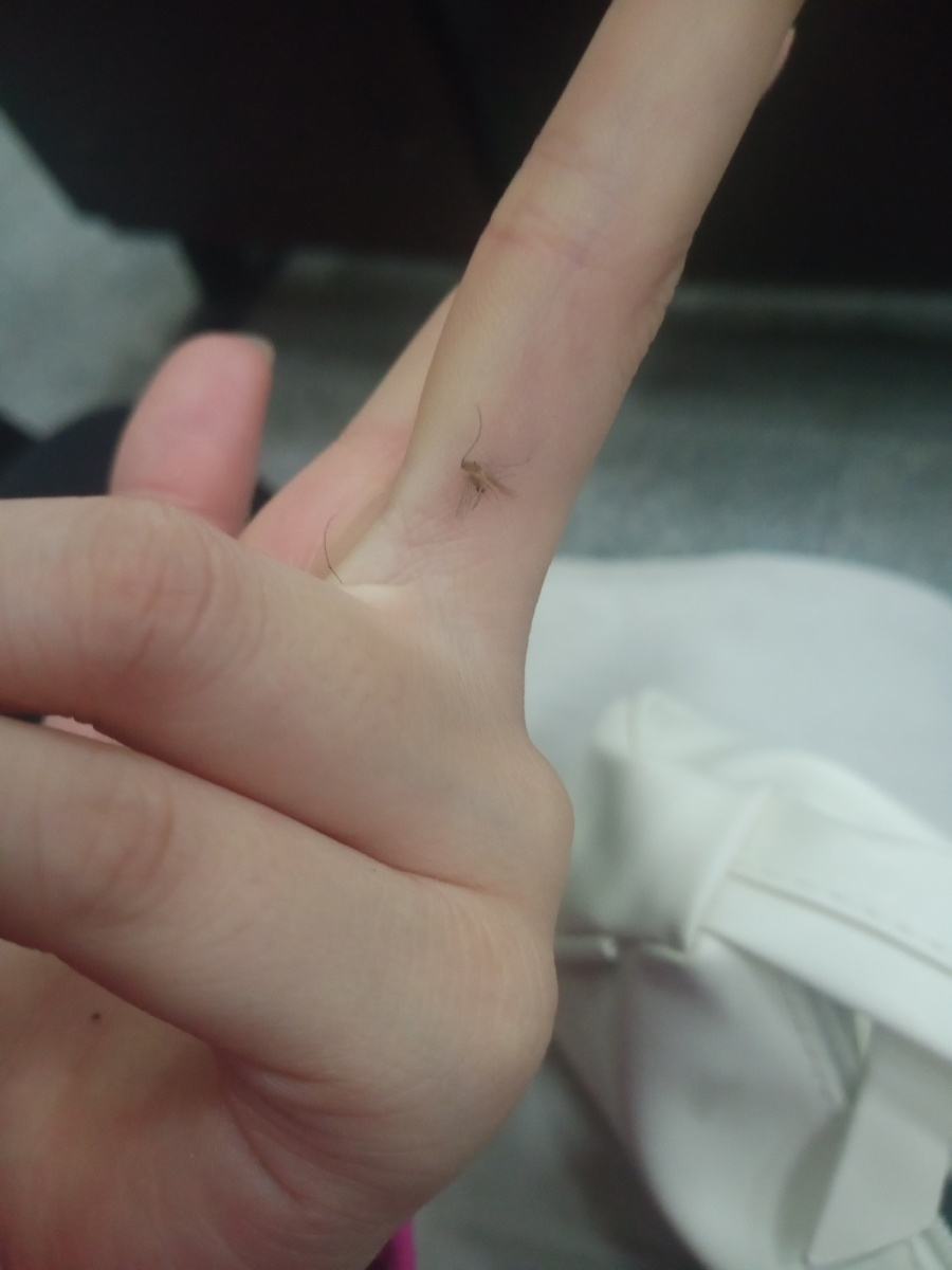 徒手抓蚊子 - 安然绝绝子 - 图虫