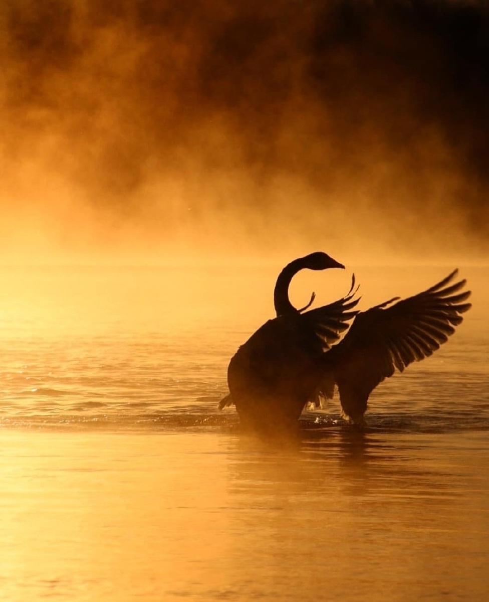 邂逅夕阳下的天鹅