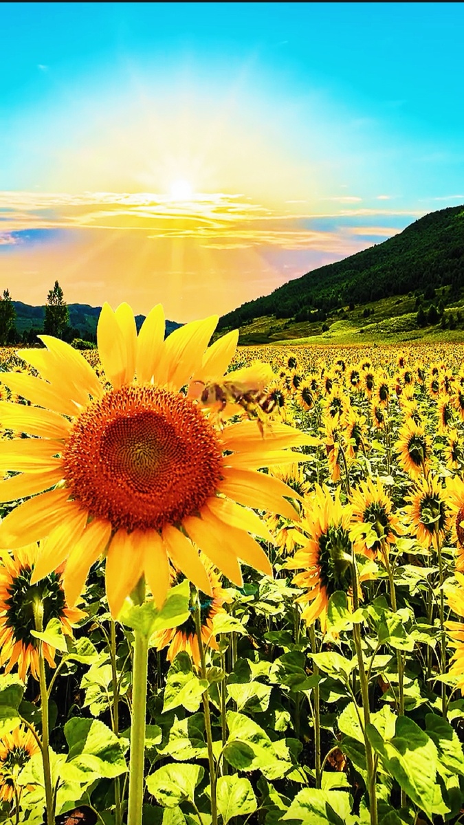 向阳花开向日葵