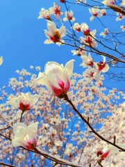 15A034BB-E0FB-494E-9894-9EDB26A3C1CB/L0/001