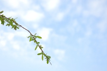 4720C74E-C5F2-4DF9-ADF8-56EB67F4765D/L0/001