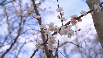 54B73C1E-5ACA-4E1F-B4AE-C72CA947B217/L0/001