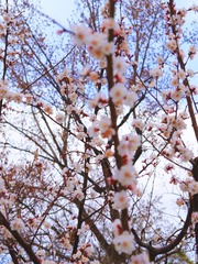 8B4F33AD-6D51-4DA7-8ED0-C5F49C42E71F/L0/001