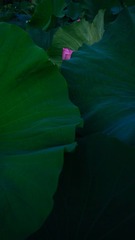 CB058CCC-36BA-4D38-91DF-95971C6F0DDB/L0/001