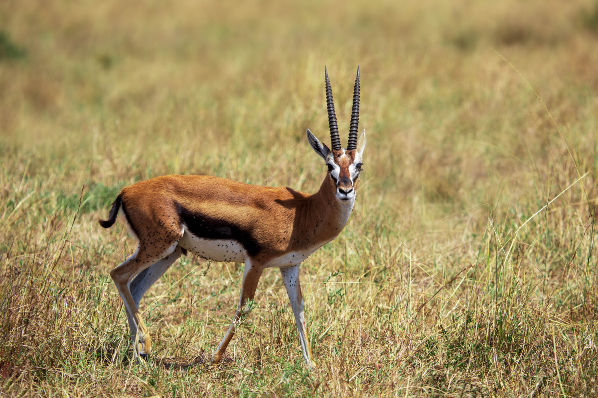 非洲大草原的瞪羚