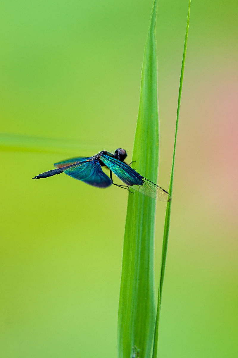 荷塘雅趣一苇叶豆娘