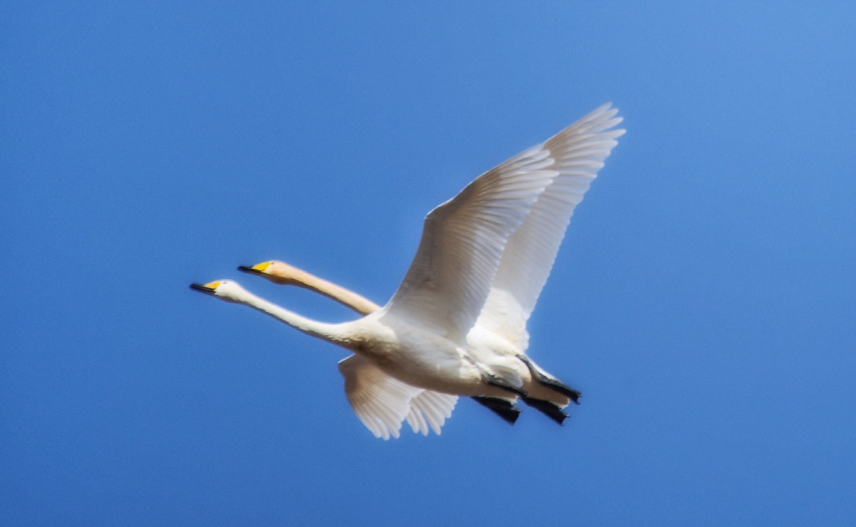 比翼双飞(2021年3月1日摄于兰州三江口,器材:适马150-600)