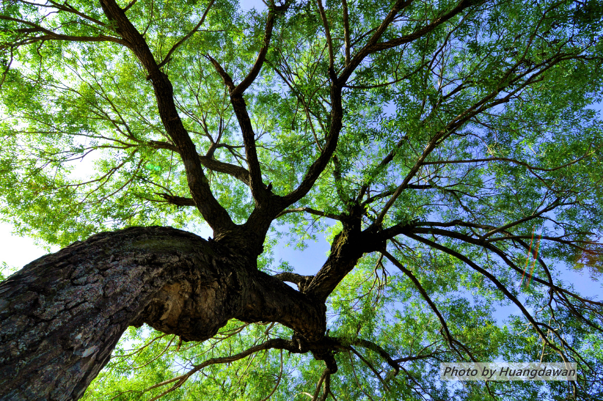家乡村头的大树