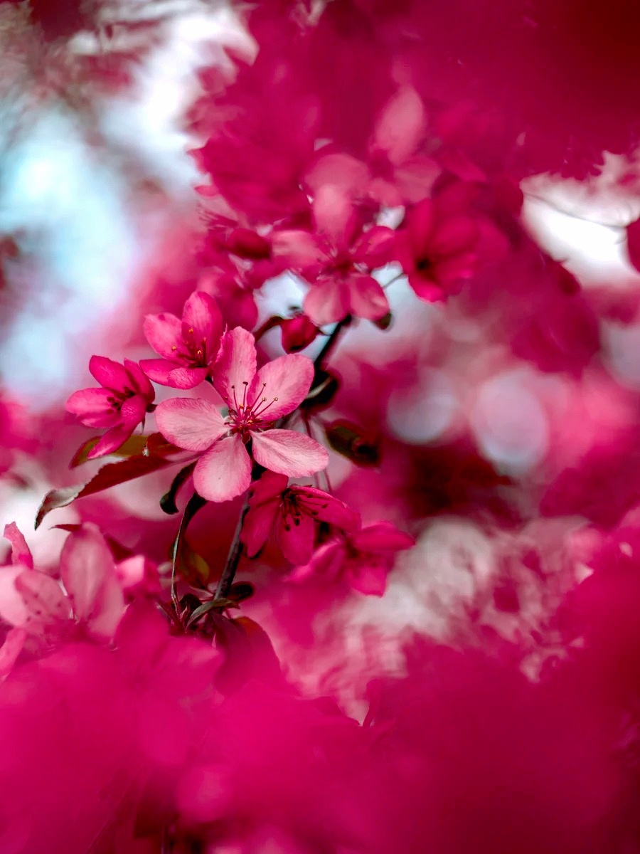 一抹梅红好颜色