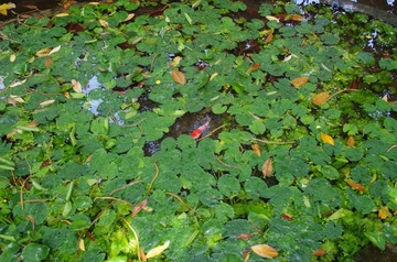 IMGP0573