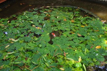IMGP0574