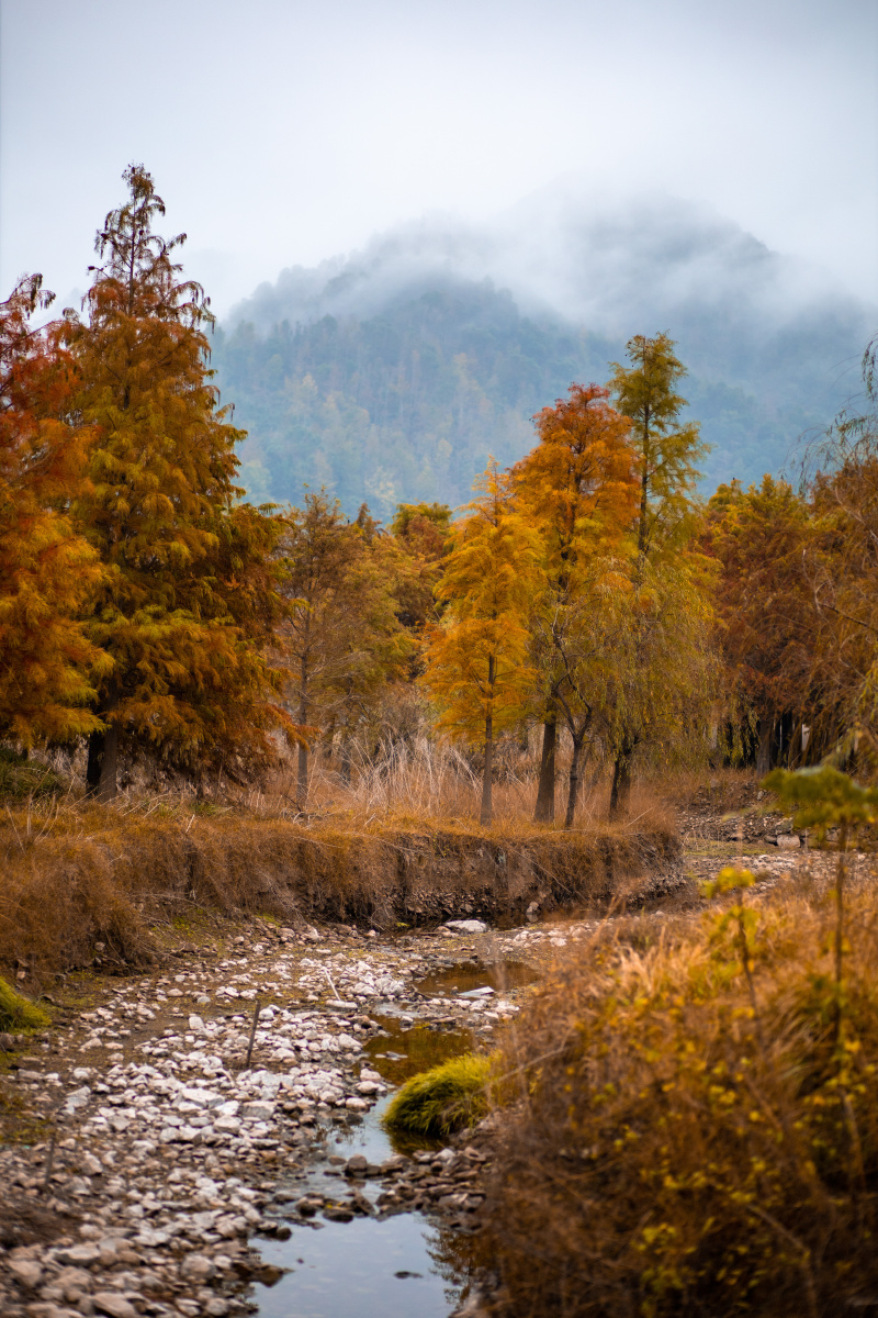 远山云雾遮朦胧近处枫林显嫣红小溪潺潺映秋容山水两色各不同