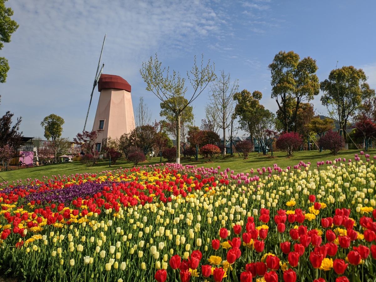 植物夏季#草坪#农场场金坛花谷奇缘风车美景#景点旅游奇妙的自然界风