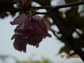 B4037092-1E22-4D4D-A2B7-0F8A38254719/L0/001