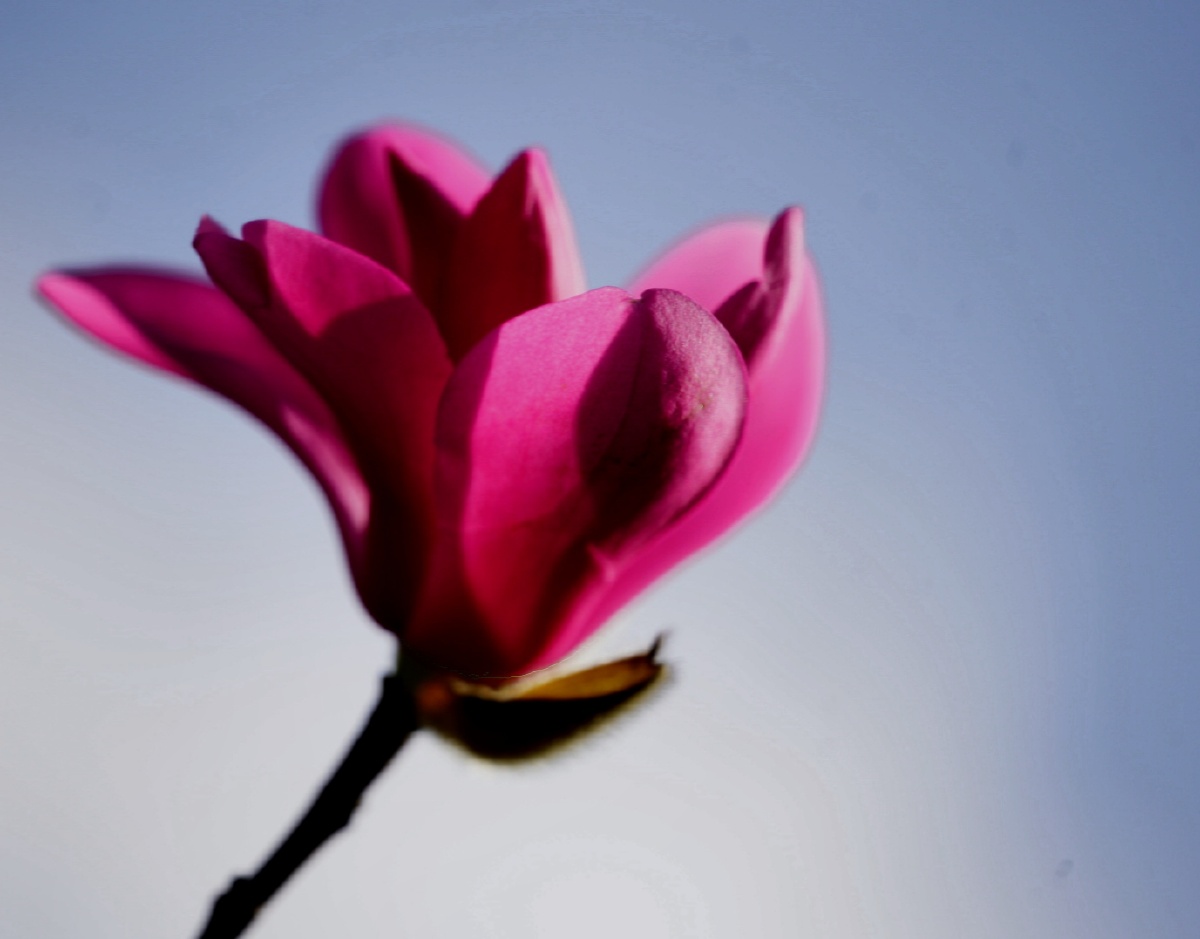 雨前初见花间蕊雨后全无叶底花蜂蝶纷纷过墙去却疑春色在邻家