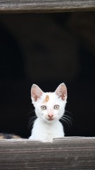 5898