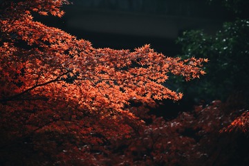 131856