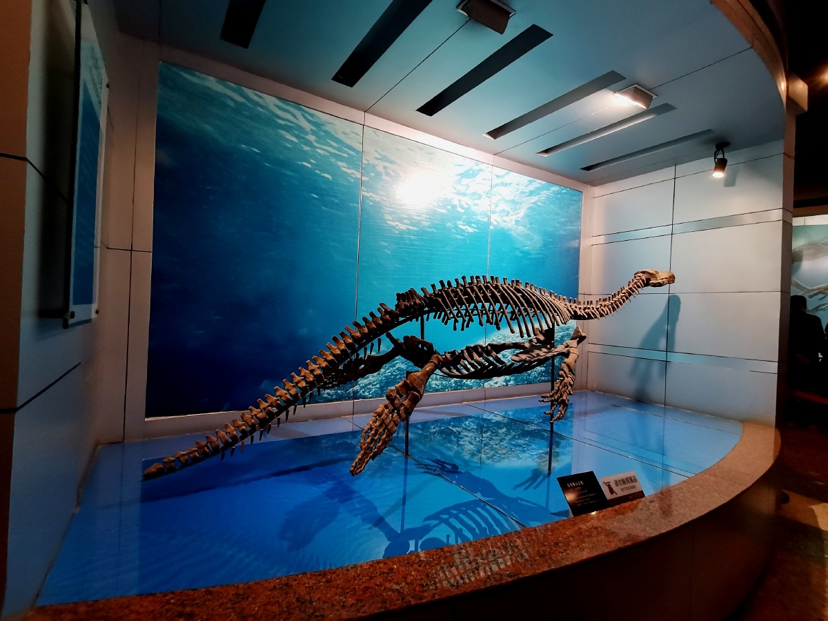 自贡恐龙博物馆,见证奇迹