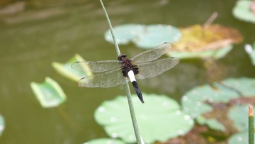 P1120424
