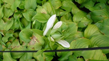 P1120426