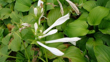 P1120427
