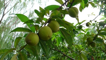P1120435