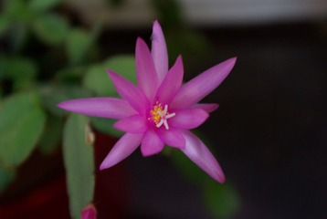 IMGP6169.JPG