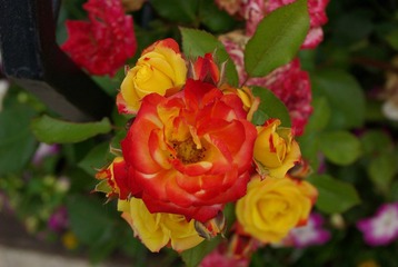 IMGP6098.JPG
