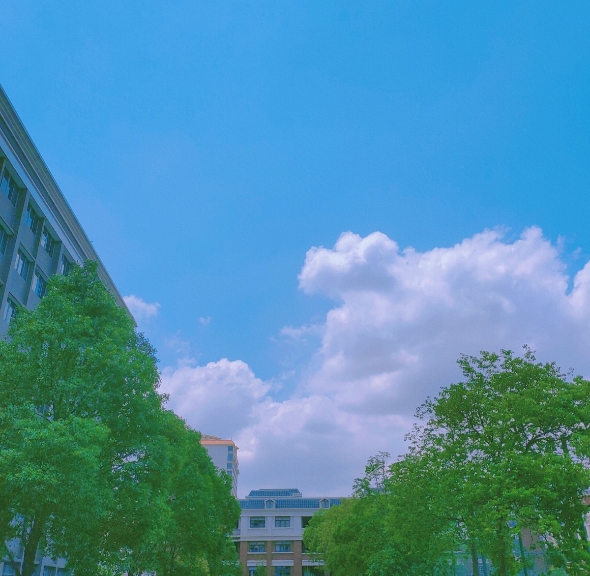 校园的夏季总是充满着青春活力的味道毕业季也在悄悄来临