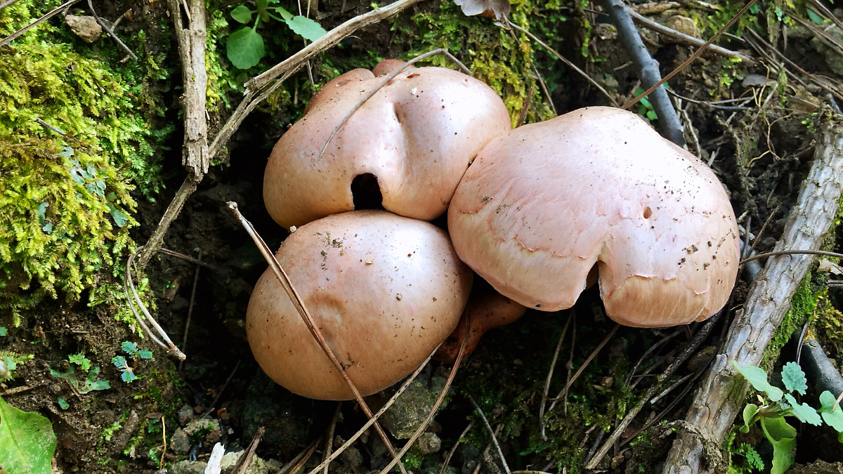 静物摄影圈子微单摄影联萌蘑菰食用根牛肝菌属食品秋季还没有人打赏