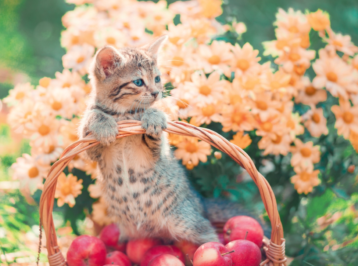 花海下的可爱猫咪