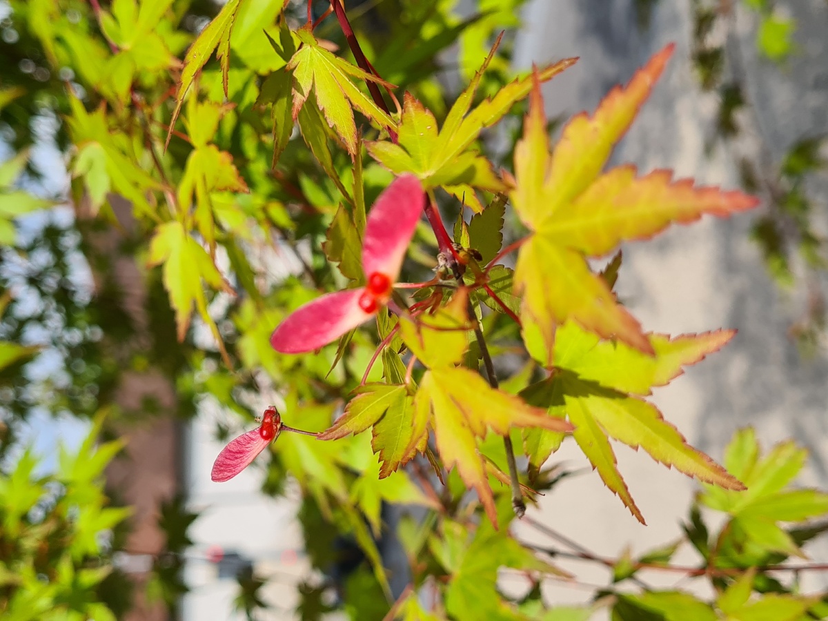 鸡爪槭枫叶成群优雅的舞动不多一丝的炫耀花朵灵动的如蜻蜓一点不少一
